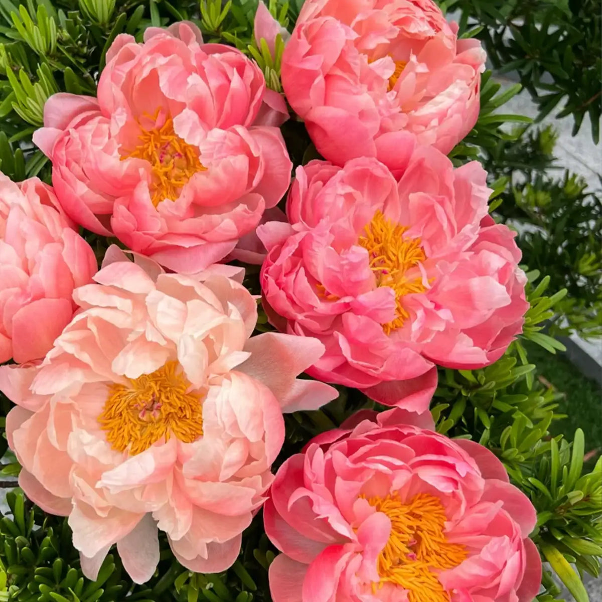 Peony 'Coral Charm' Seeds