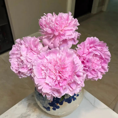 Peony 'Dinner Plate' Seeds