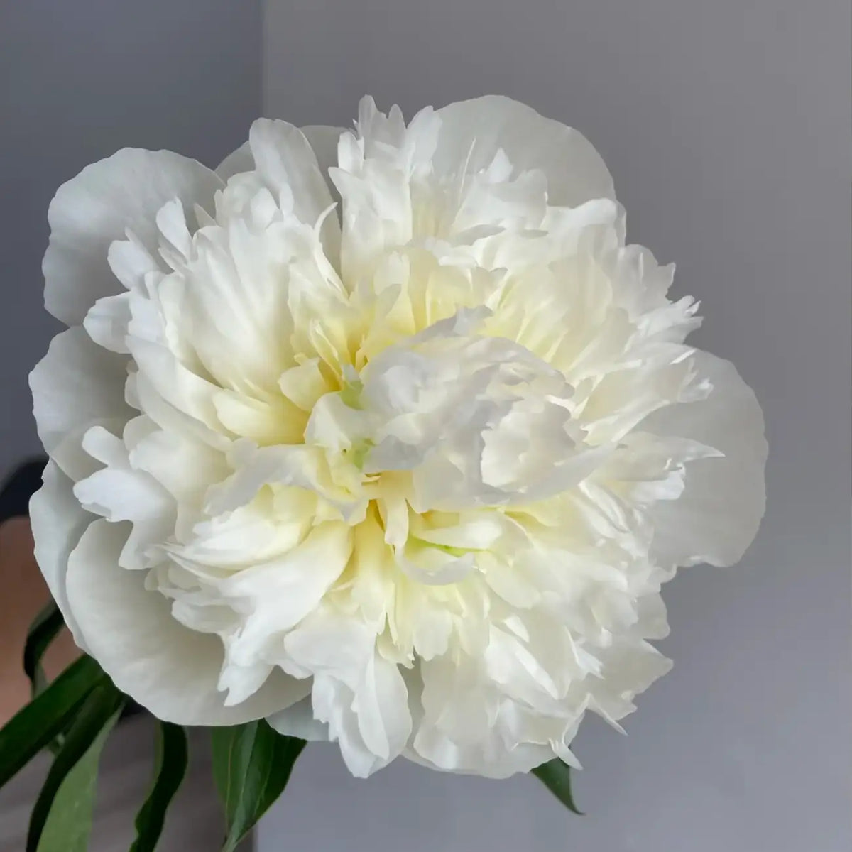Peony 'Duchesse de Nemours' Seeds