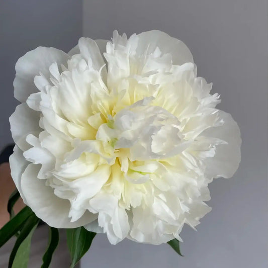 Peony 'Duchesse de Nemours' Seeds