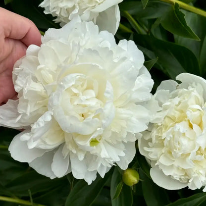 Peony 'Duchesse de Nemours' Seeds