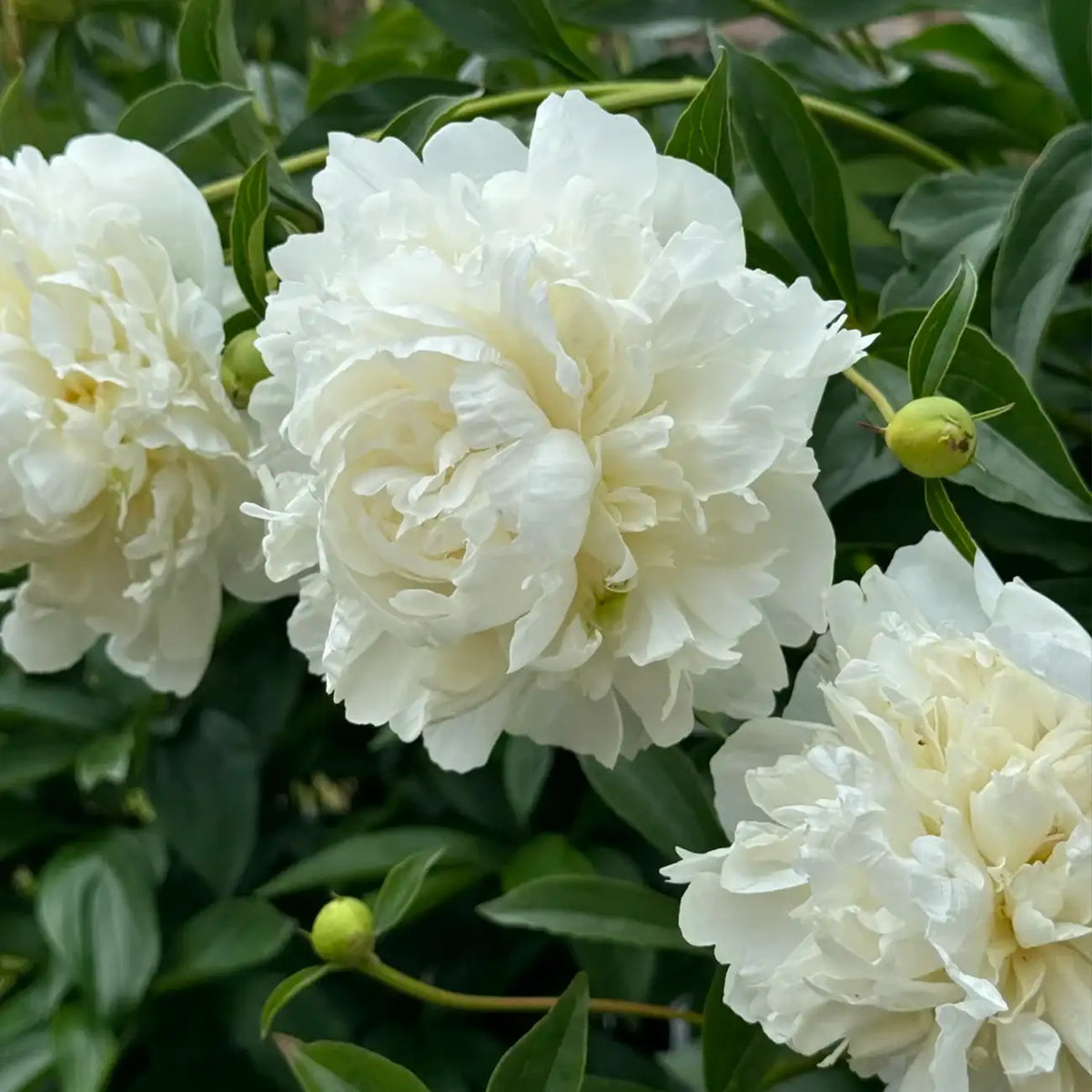 Peony 'Duchesse de Nemours' Seeds