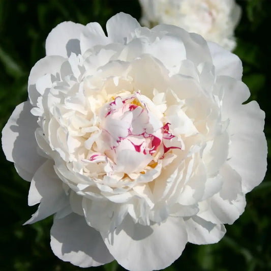 Peony 'Festiva Maxima' Seeds