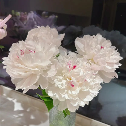 Peony 'Festiva Maxima' Seeds