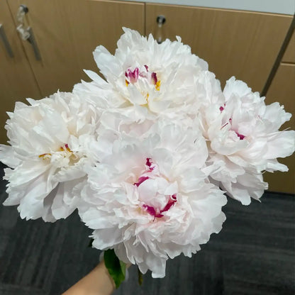 Peony 'Festiva Maxima' Seeds