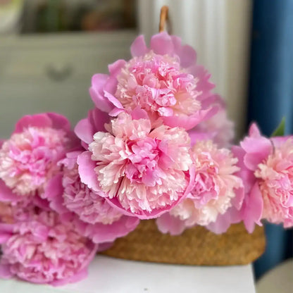 Peony 'Juice Jelly' Seeds