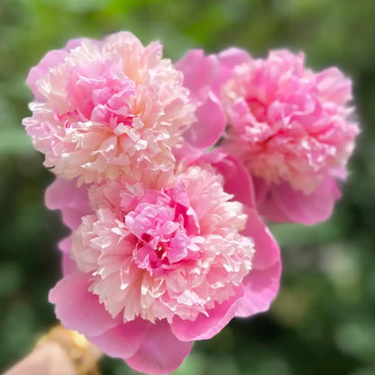 Peony 'Juice Jelly' Seeds