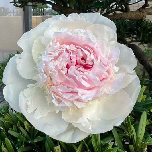 Peony 'Madame de Verneville' Seeds