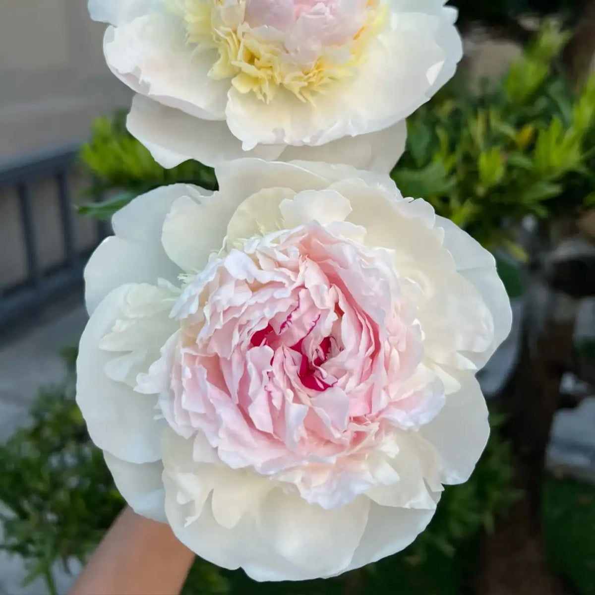 Peony 'Madame de Verneville' Seeds