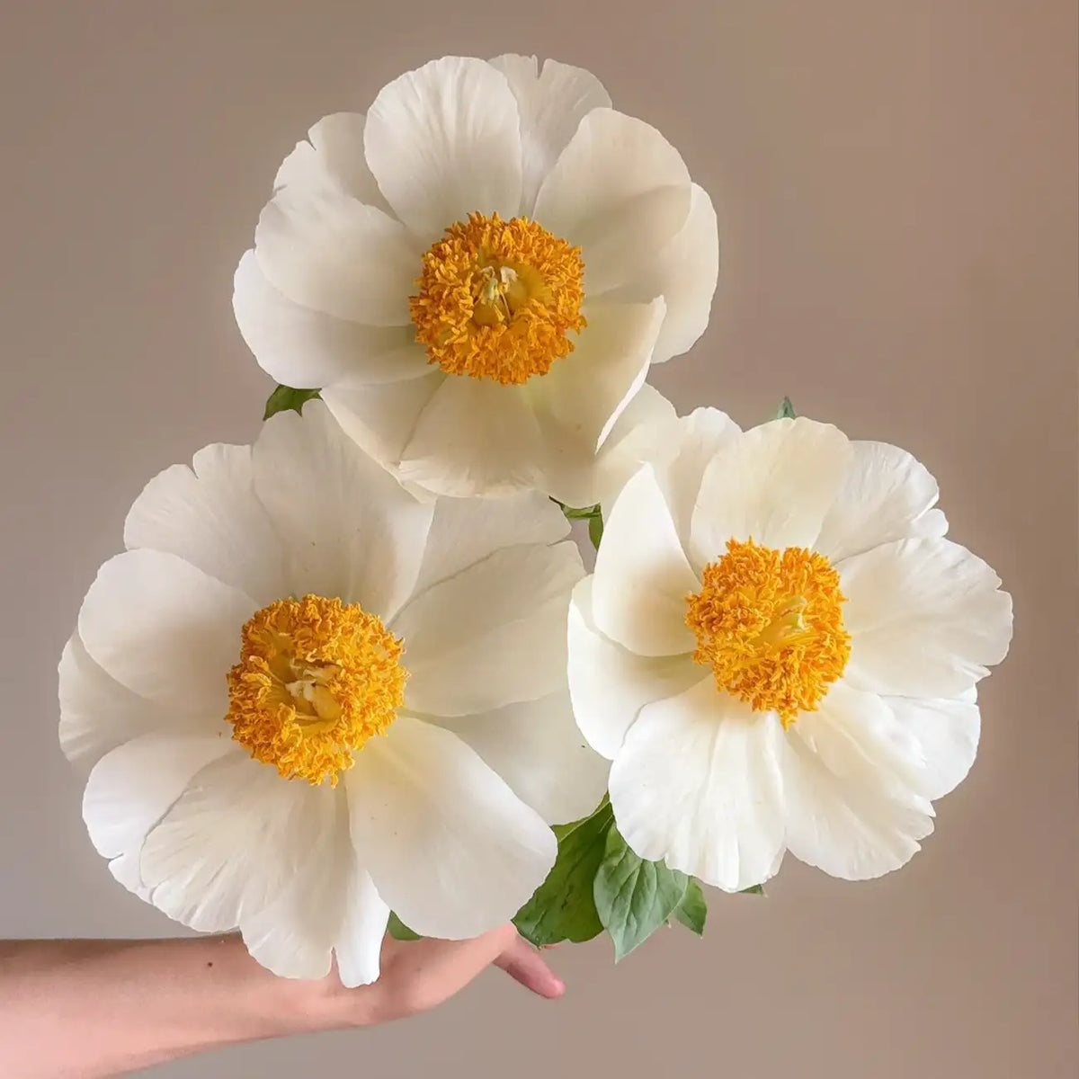 Peony 'Moon Sonata' Seeds