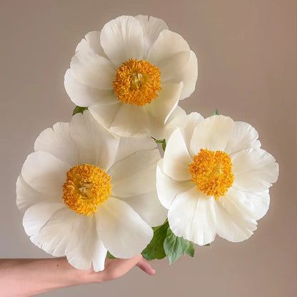 Peony 'Moon Sonata' Seeds