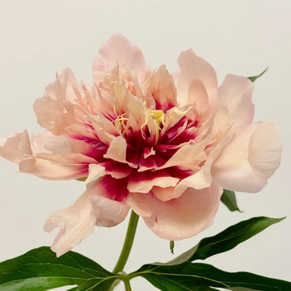 Peony 'Oochigeas' Seeds