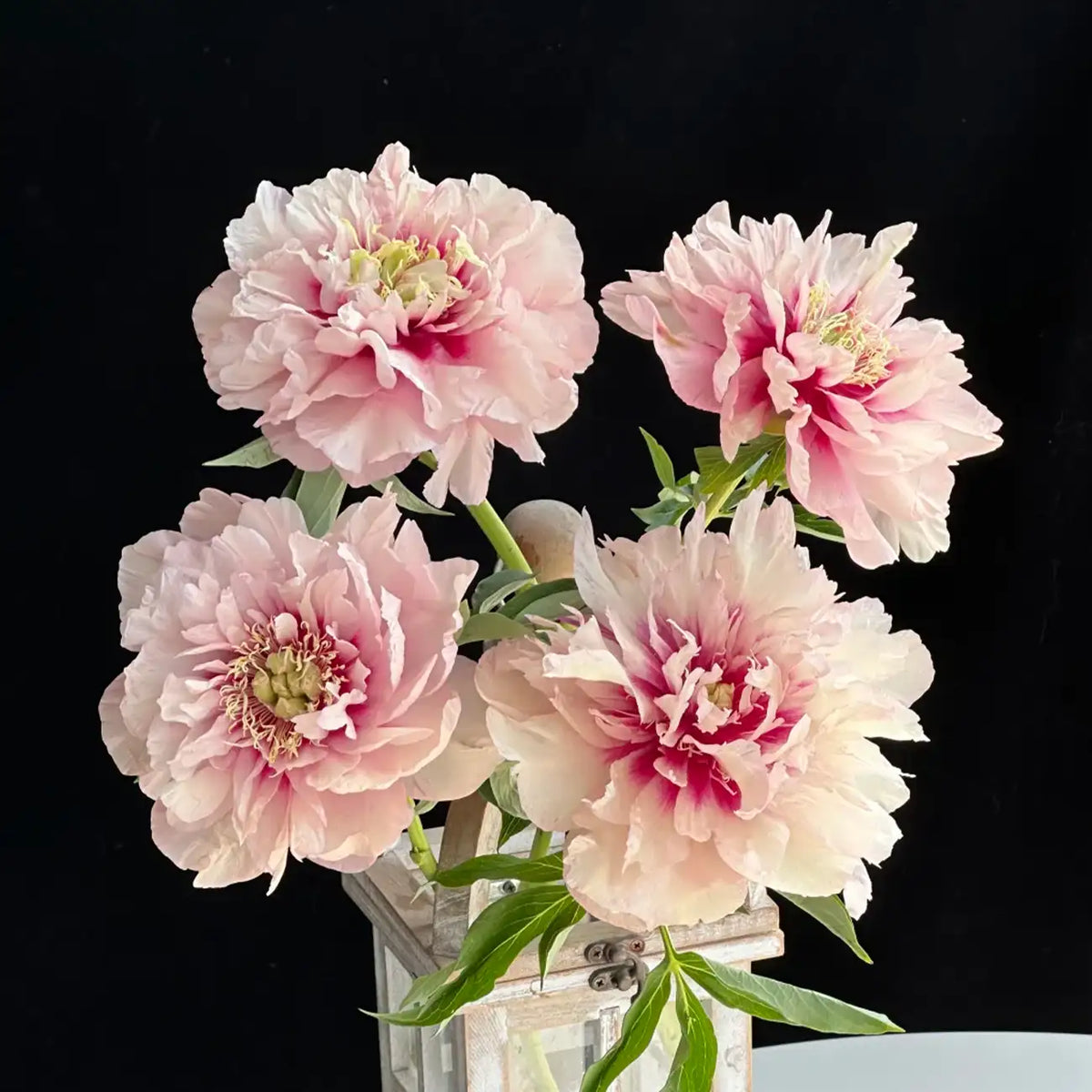 Peony 'Oochigeas' Seeds