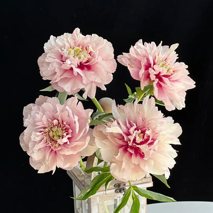 Peony 'Oochigeas' Seeds