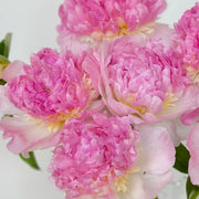 Peony 'Raspberry Sundae' Seeds