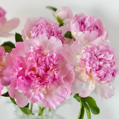 Peony 'Raspberry Sundae' Seeds