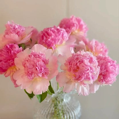 Peony 'Raspberry Sundae' Seeds