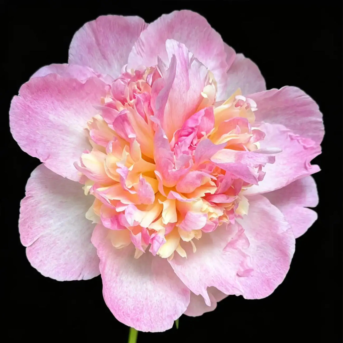 Peony 'Raspberry Sundae' Seeds