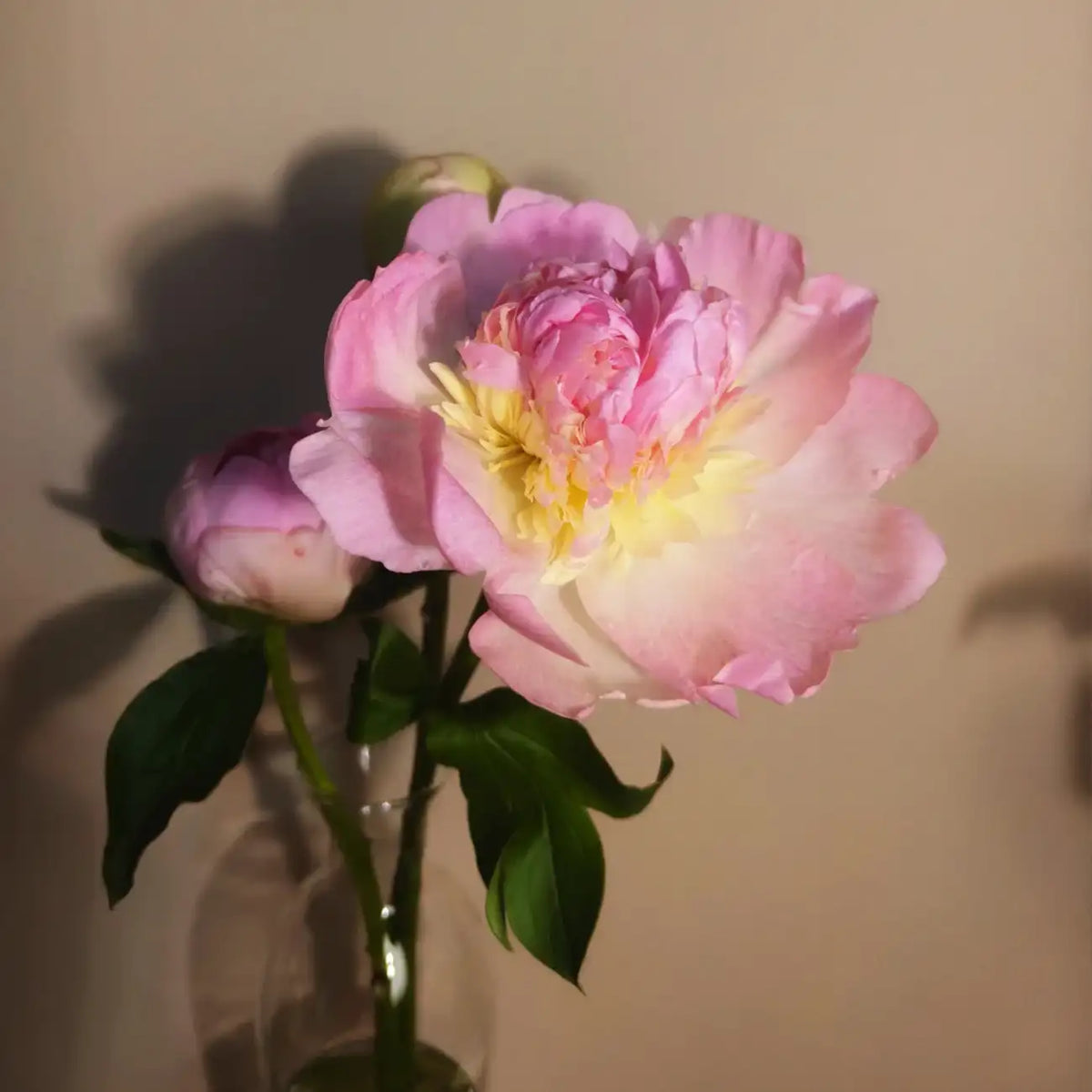 Peony 'Raspberry Sundae' Seeds