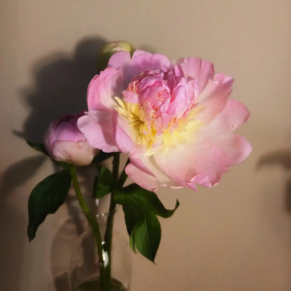Peony 'Raspberry Sundae' Seeds