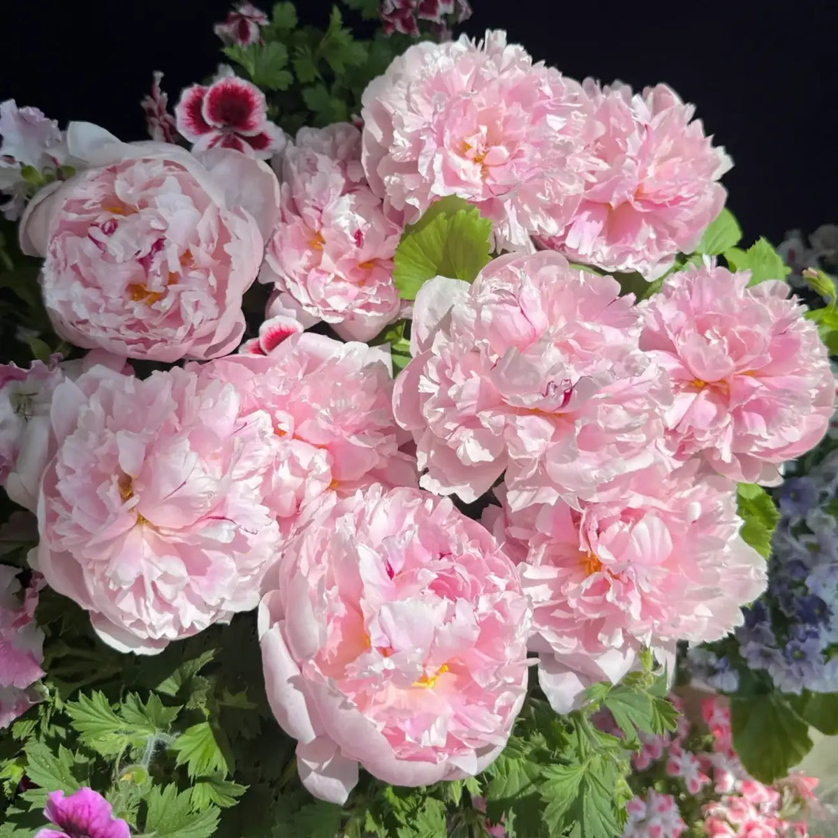 Peony 'Rene Housh' Seeds