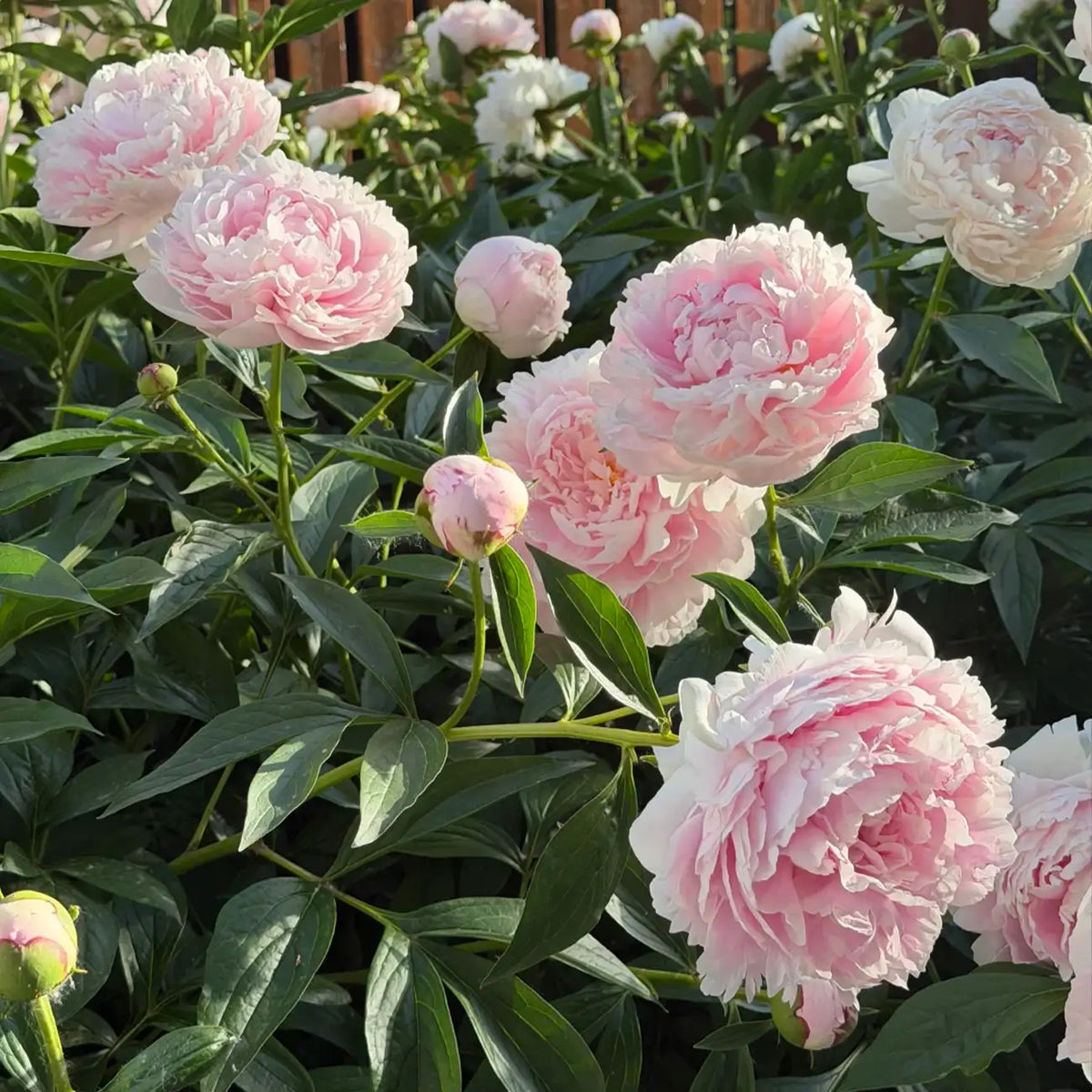 Peony 'Sarah Bernhardt' Seeds