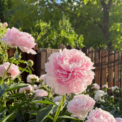 Peony 'Sarah Bernhardt' Seeds