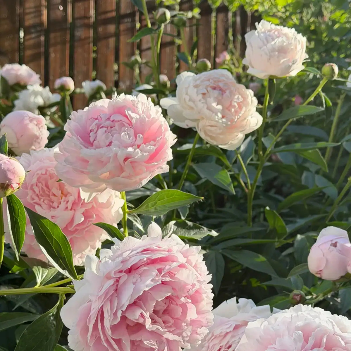 Peony 'Sarah Bernhardt' Seeds