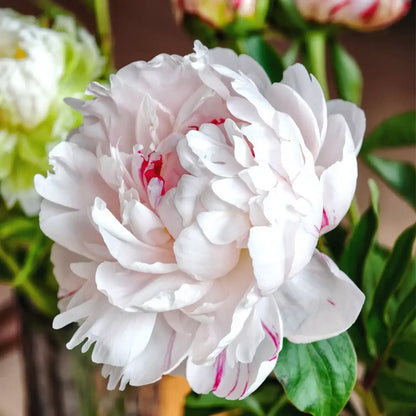 Peony 'Snowfield Red Star' Seeds