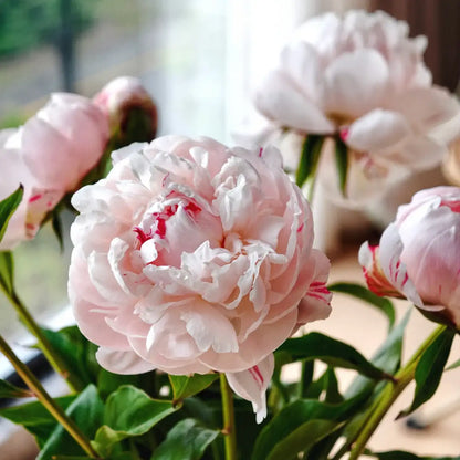 Peony 'Snowfield Red Star' Seeds