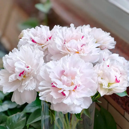 Peony 'Snowfield Red Star' Seeds