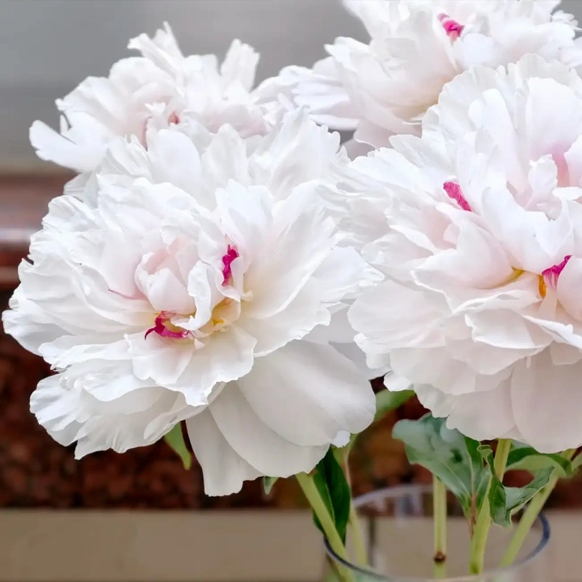 Peony 'Snowfield Red Star' Seeds