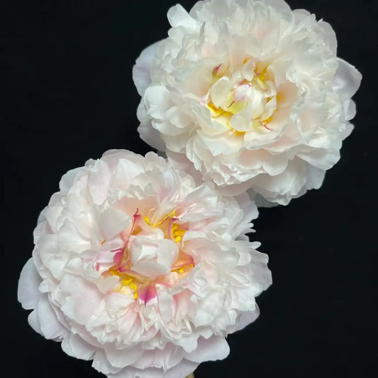Peony 'Spring World' Seeds