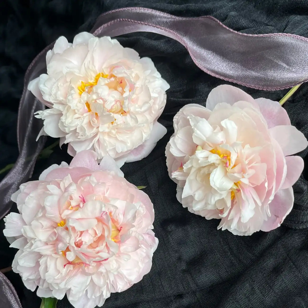 Peony 'Spring World' Seeds