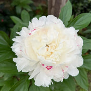Peony 'Yang Fei Bathing' Seeds