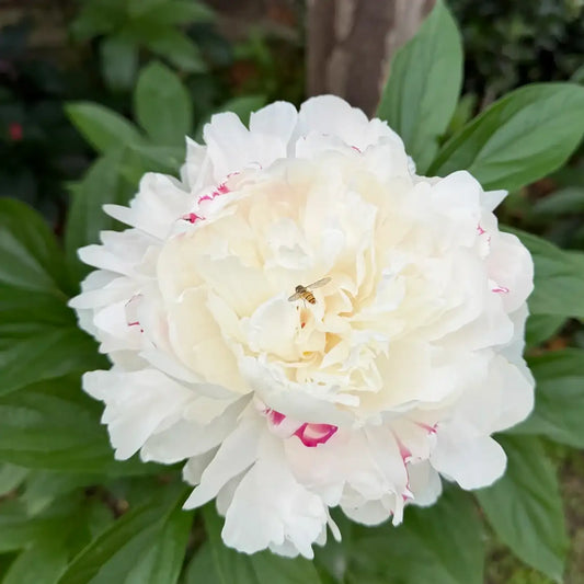 Peony 'Yang Fei Bathing' Seeds