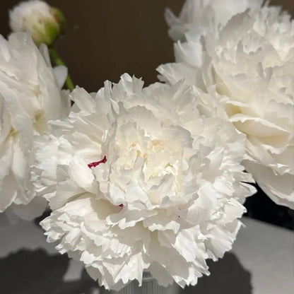 Peony 'Yang Fei Bathing' Seeds