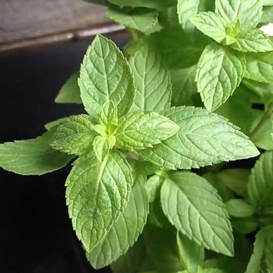 Peppermint Seeds