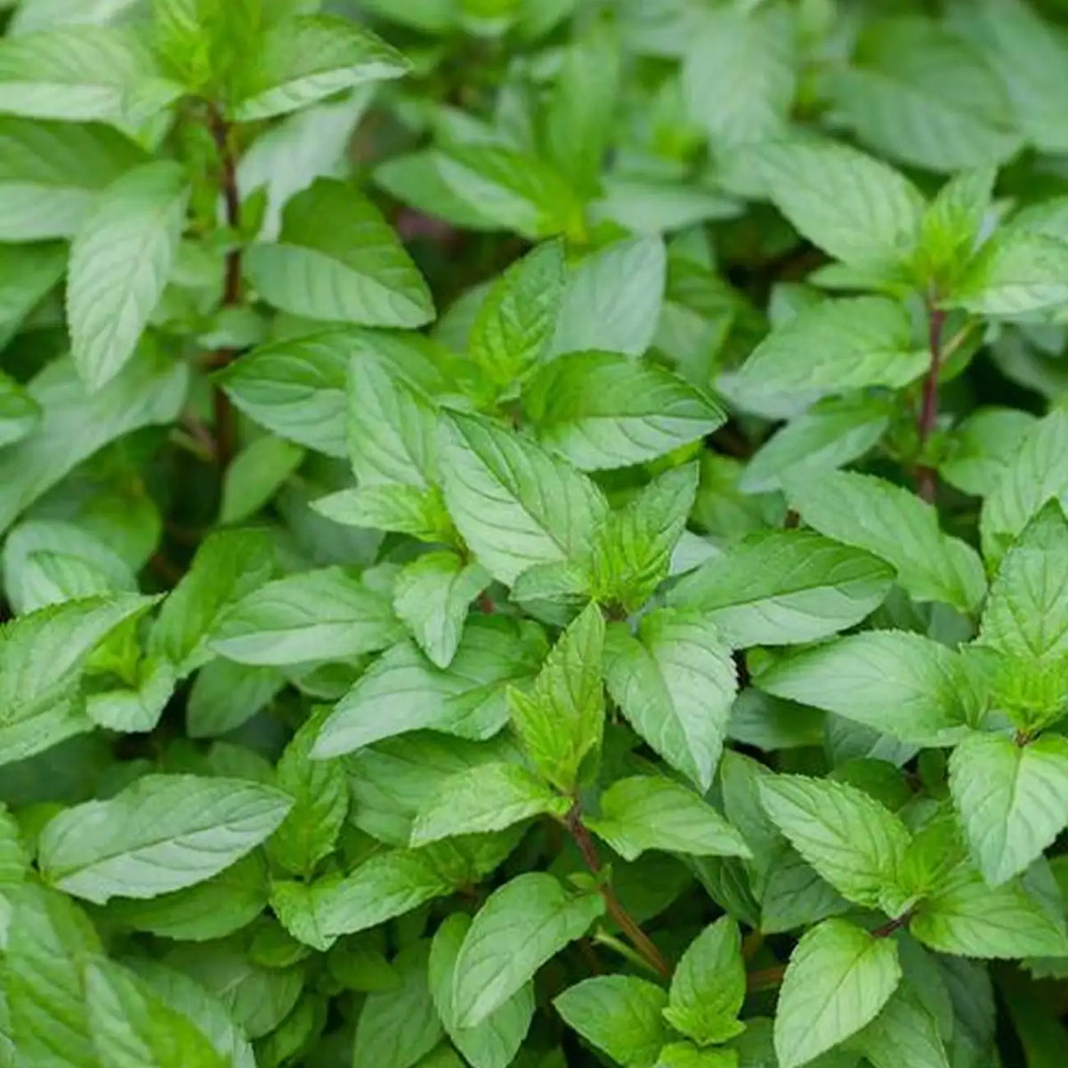 Peppermint Seeds