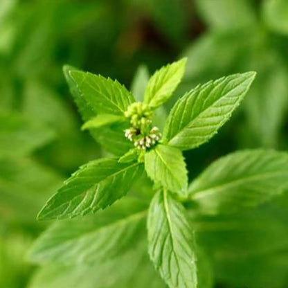 Peppermint Seeds