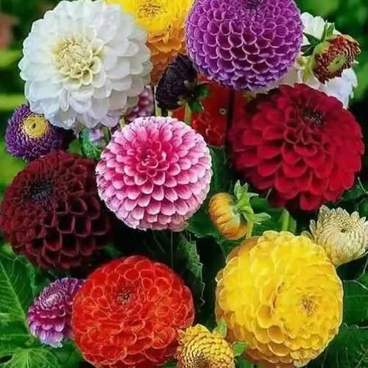 Pompon Dahlia Seeds – Mixed Colors Double Ball-Shaped Flowers