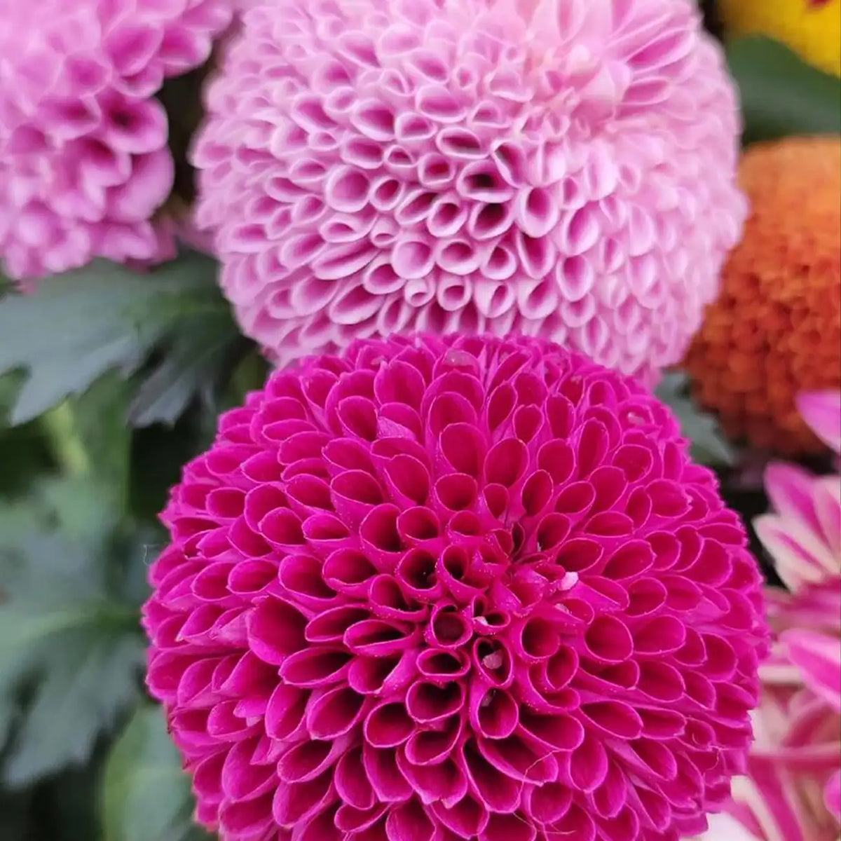 Pompon Dahlia Seeds – Mixed Colors Double Ball-Shaped Flowers
