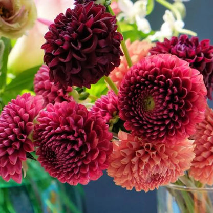 Pompon Dahlia Seeds – Mixed Colors Double Ball-Shaped Flowers