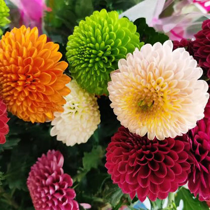 Pompon Dahlia Seeds – Mixed Colors Double Ball-Shaped Flowers