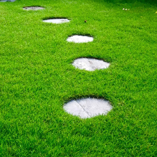 Perennial Ryegrass Seeds - Emerald