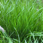 Perennial Ryegrass Seeds