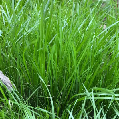 Perennial Ryegrass Seeds