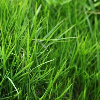Perennial Ryegrass Seeds