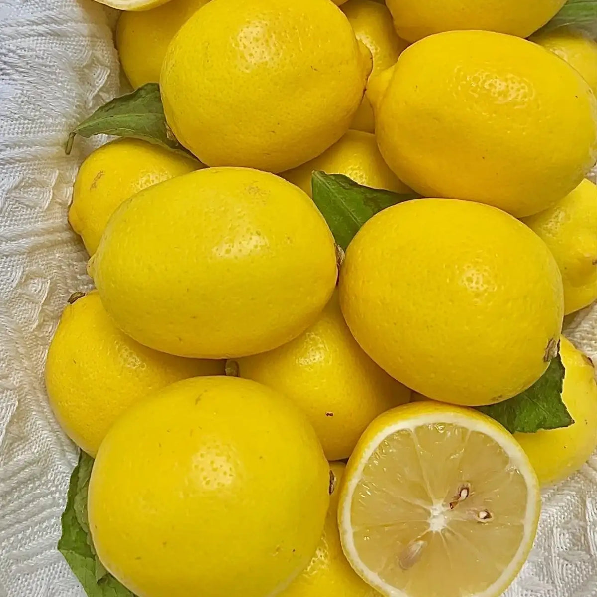 Perfume Lemon Seeds High Germination Rate - Year Round Blooms and Fruits