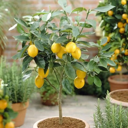 Perfume Lemon Seeds High Germination Rate - Year Round Blooms and Fruits